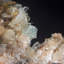 Creedite avec Fluorite. Navidad Mine, Mexique.