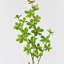 1 branche verte Audet Enkianthus Perulatus artificielle-359935788