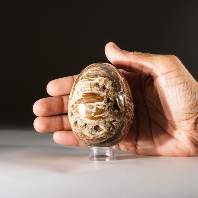 Petrified Wood Egg