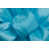 Turquoise est en rupture de stock