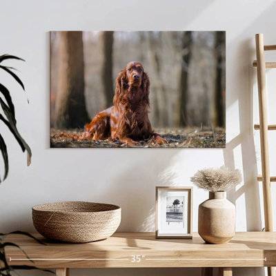 Irish Setter In The Forest