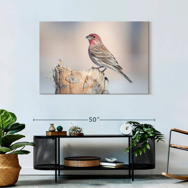House Finch Bird, 30" H x 45" W