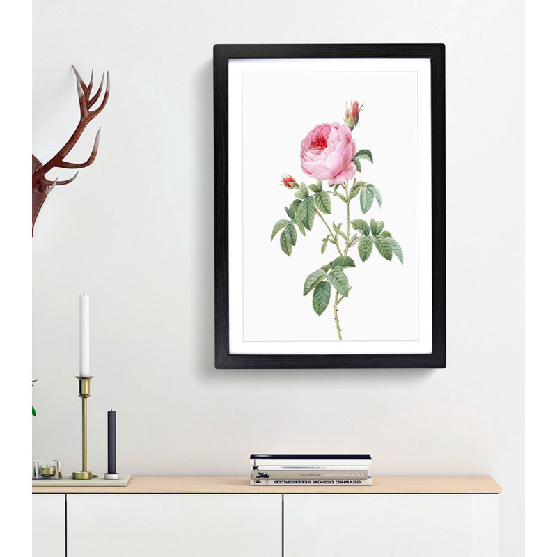 The Pink Cabbage Rose by Pierre-Joseph Redoute - Picture Frame Painting Print, Black Framed, 48cm H x 36cm W x 2cm D