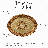 Rocaille Oval Chandelier Ceiling Medallion
