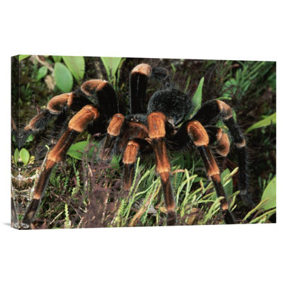" Red-Kneed Tarantula Close-Up "