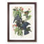 White-Crowned Pigeons by John Audubon - Picture Frame Painting Print-55611939-55611940
