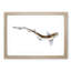 Lesser Spotted Dog-fish by Edward Donovan - Picture Frame Painting Print-55582649-55582654