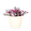Live Tradescantia Nanouk Plant-2018534585