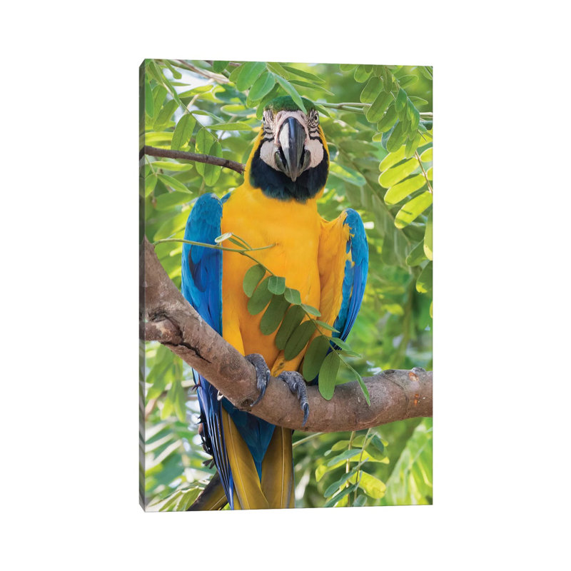 Blue And Gold Macaw by Ken Archer - Wrapped Canvas Print, 101.6 cm H x 66.04 cm W x 1.91 cm D