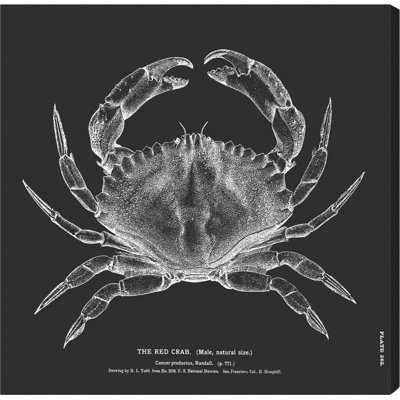 Le crabe rouge - Impression sur toile