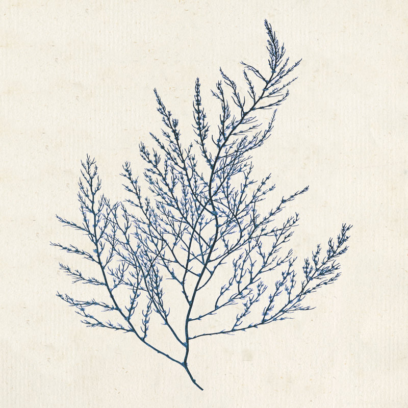 " Indigo Algae I " by Jennifer Goldberger Painting Print, 36" H x 36" W x 1.2" D
