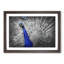 Peacock with Its Feathers Spread - Picture Frame Graphic Art Print-55739112-55739118