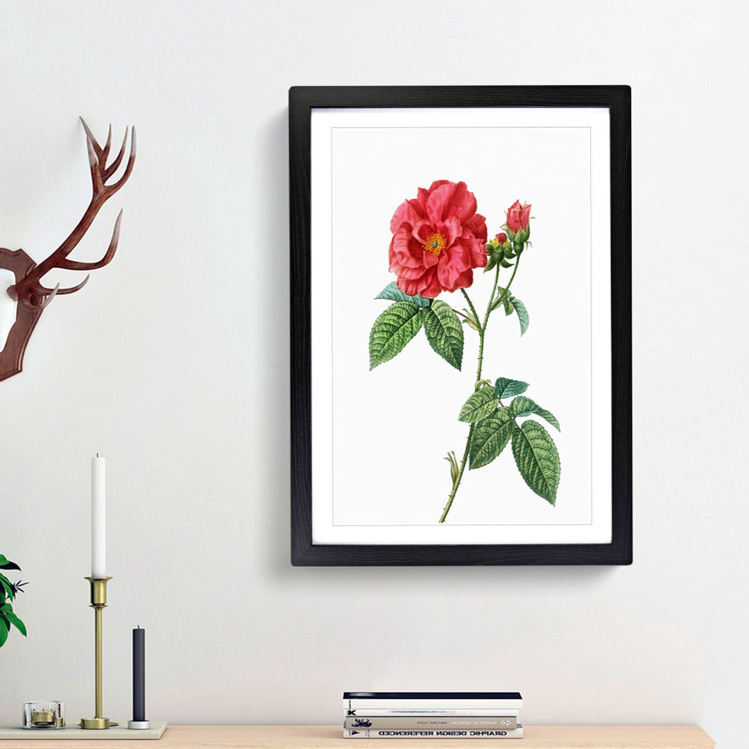 Blooming French Roses by Pierre-Joseph Redoute - Picture Frame Art Print