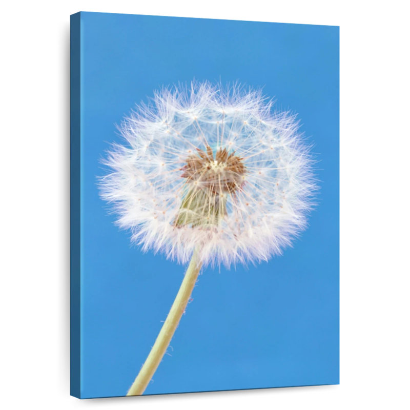 Dandelion Puffball