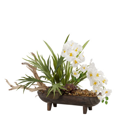 Orchid Arrangement