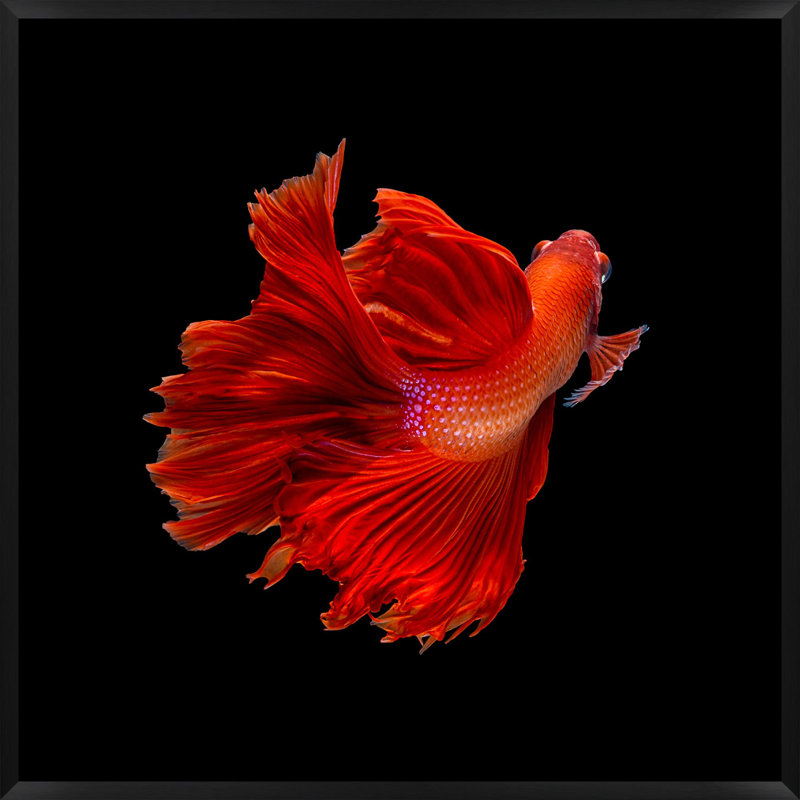 «Halfmoon Betta 2» par Mat Sanders - Photographie d'un seul cadre