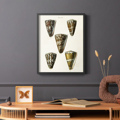 Cone Shell Collection V Framed Print - Solid Wood