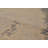 Briza One-of-a-Kind 9' X 12' Wool Area Rug in Beige