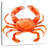 Brampt Pretty Red Crab-109358767