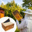 Boîte à couvée profonde à 10 cadres, ruche en cèdre Langstroth avec fenêtre d'observation, cadres et fondations revêtus de cire d'abeille pour l'apiculture, assemblage à queue d'aronde