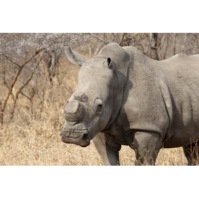 Rhino with Horns - Photographie sur toile tendue