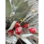 JACK FROST - 6ft Garland with 100 Warm White Lights