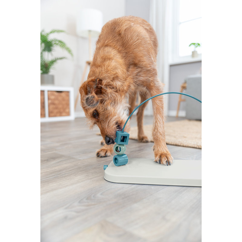 Boucle de compétences pour chien
