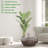 Melton Faux Palm Tree in Planter-1760751959