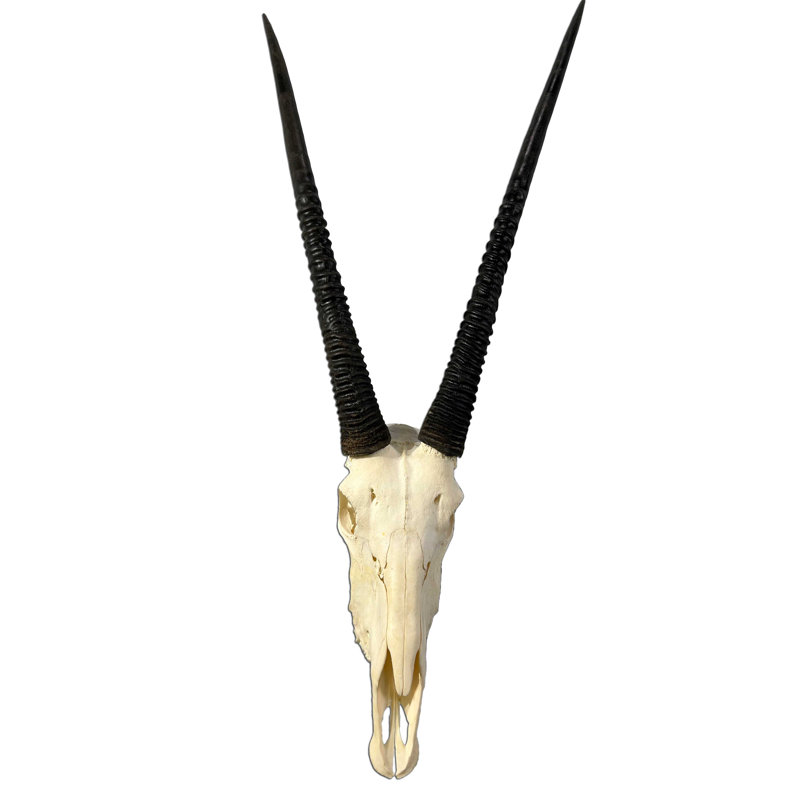 Hadji Real Oryx Antelope Skull