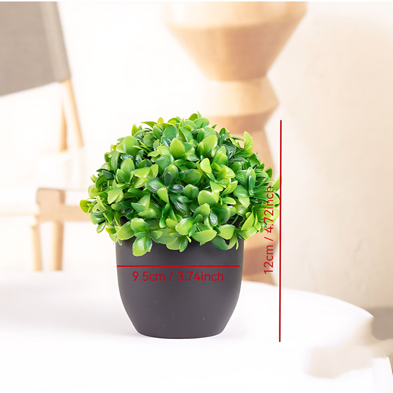 Plante de 4,72 po
