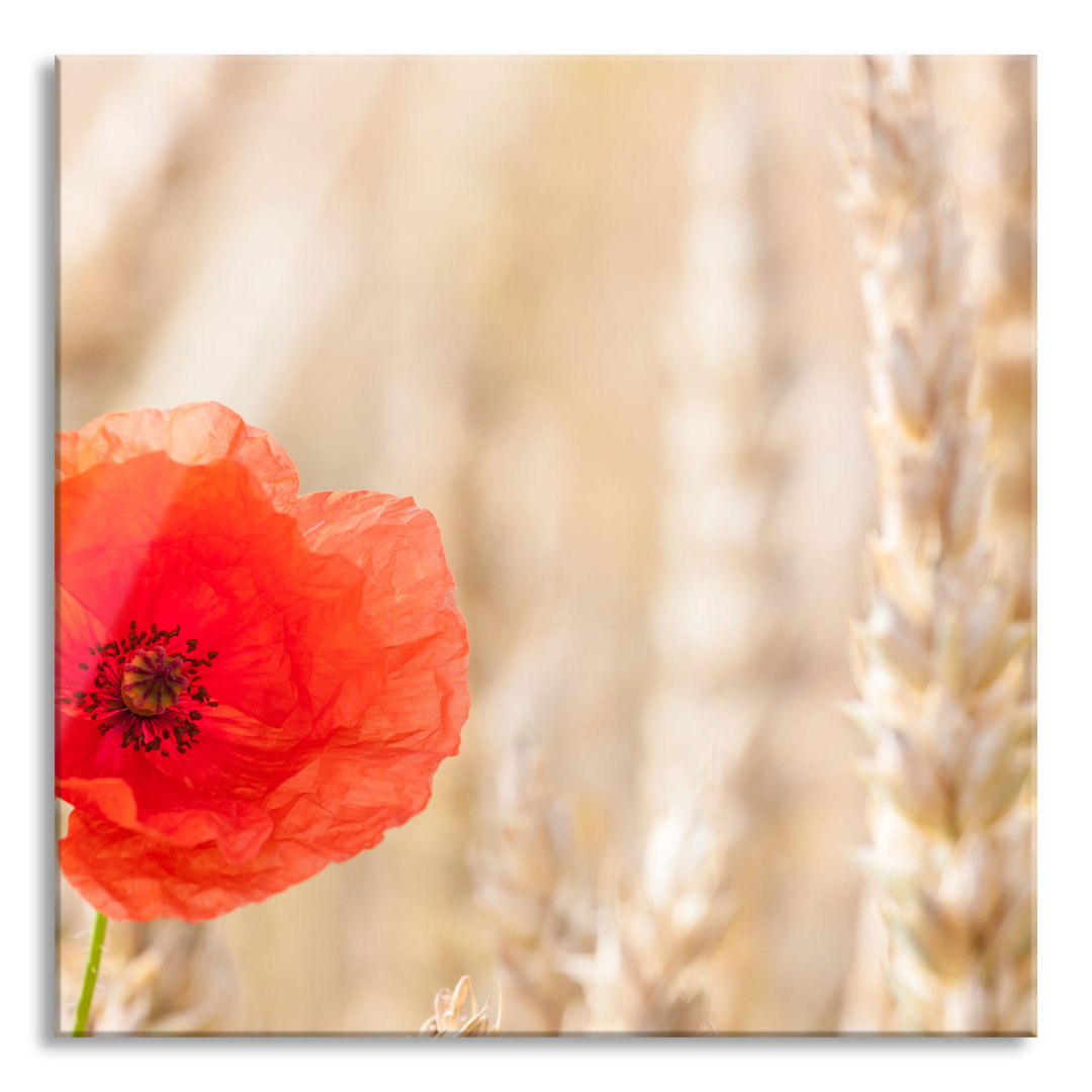 Glasbild Mohn in einem Kornfeld