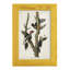Pl. 66 pivert ivoire - impression d'un seul cadre photo-1281823178-1281823189
