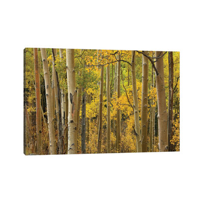 Quaking Aspen Trees In Autumn, Santa Fe National Forest Near Santa Fe, New Mexico I by Tim Fitzharris - Wrapped Canvas Print