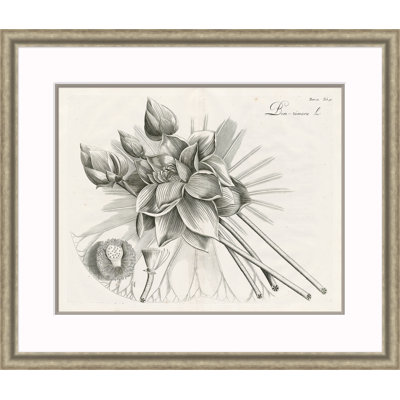 Malaberica Etching IV Print by David Phoenix