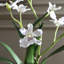Clovis Orchid Drop-In