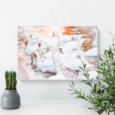 White Swans - Wrapped Canvas