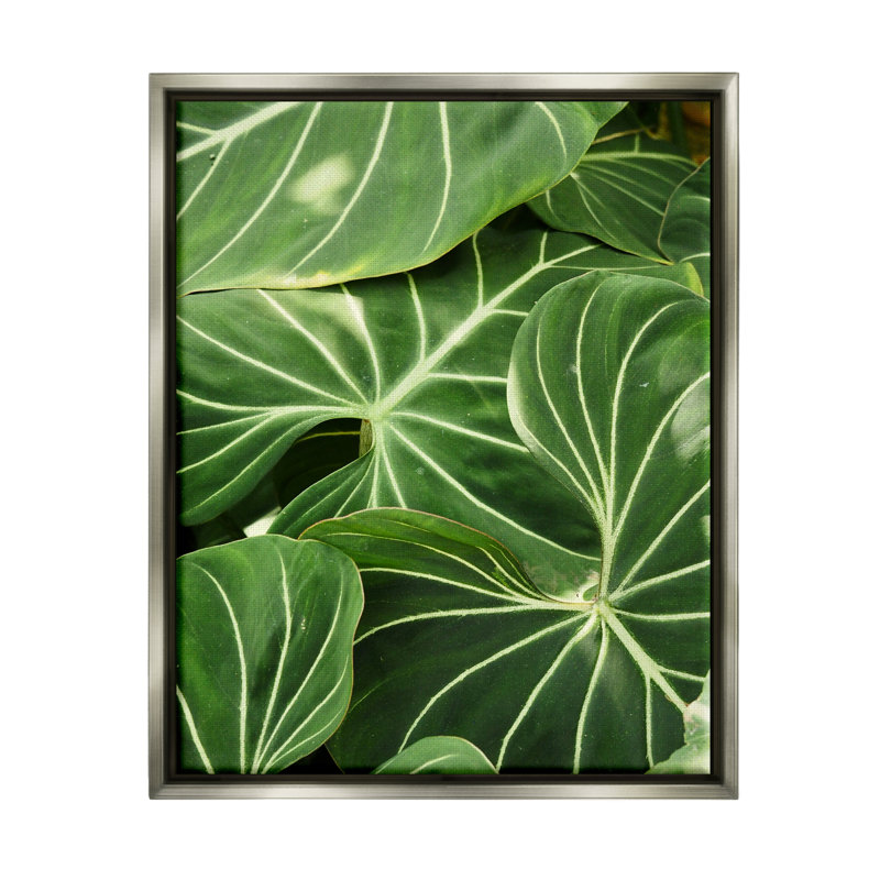 «Lush Green Leaves», photographie de plante tropicale par Gail Peck, H 31 po x l 25 po x P 1,7 po, Cadre flottant gris lustré