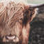 Art sur toile encadrée, "Desatured Highland Cow - Beige"-120117886
