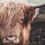 Décor de vache Highland Desatured