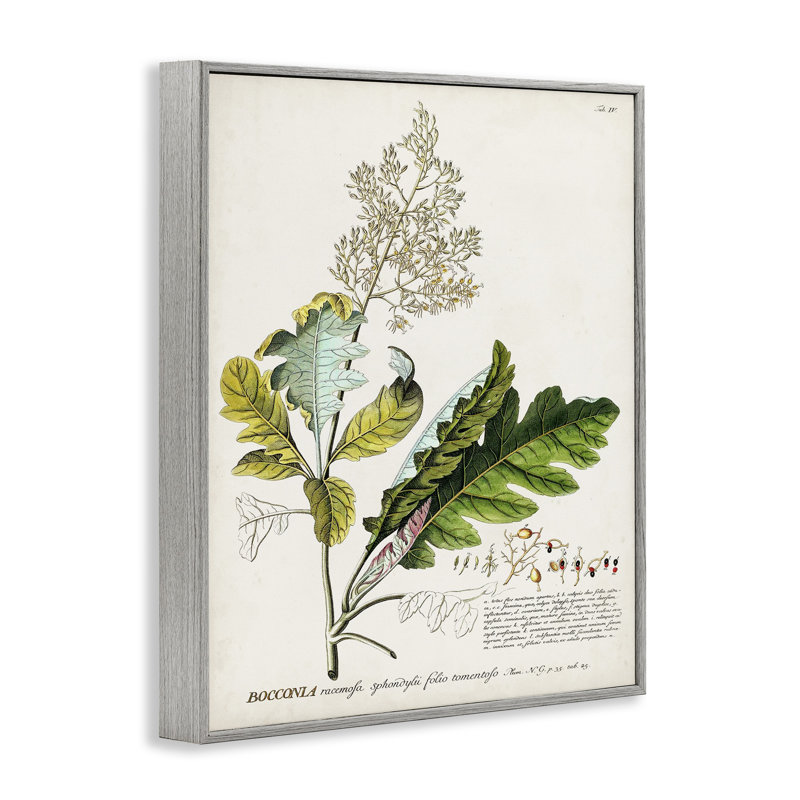 Illustration rétro de la plante botanique, estampe numérique par Inconnu, H 30 po x l 24 po, Estampe numérique Farmhouse