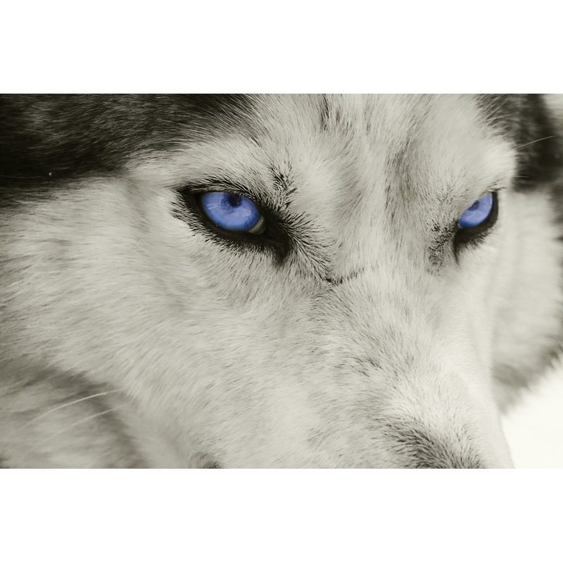 Wolf Eyes by Swede66 - Wrapped Canvas Print, 51cm H x 76cm W x 3.8cm D