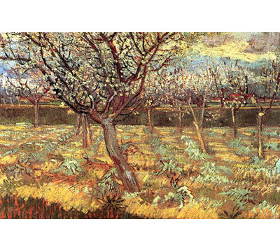 " Apricot Trees In Blossom " by Vincent Van Gogh