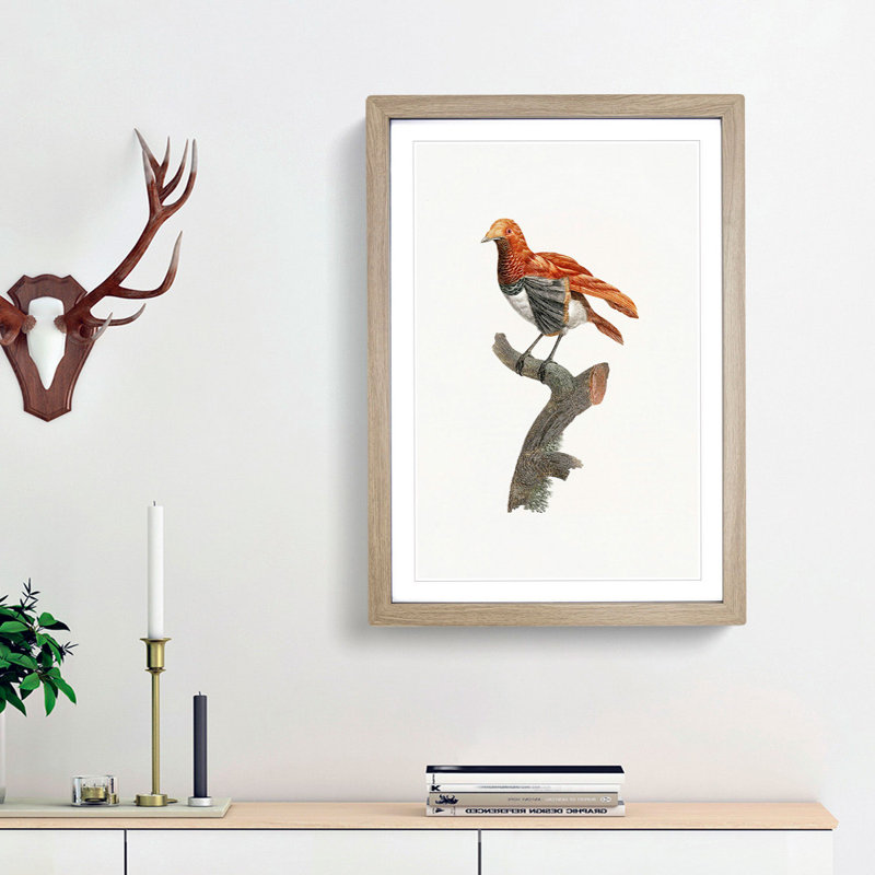 A King Bird Of Paradise by Jacques Barraband - Single Picture Frame Painting, Oak Framed, 63cm H x 45cm W x 2cm D