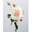 Real Touch Prestige rose rose 22 po-1152958053