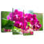 Orchidée Harnek-108837602