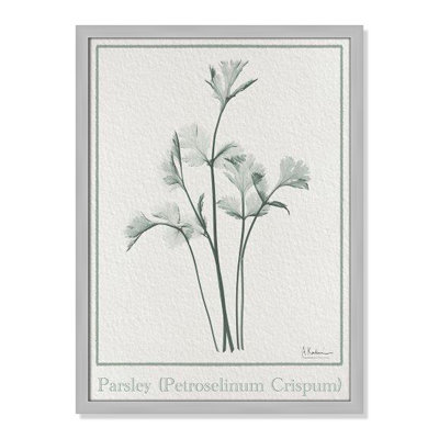 Jeanette "Parsley II" Print by Albert Koetsier