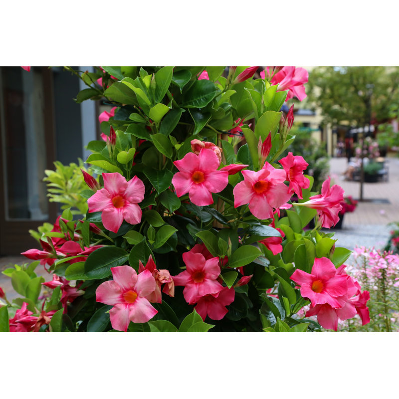 Dipladenia by Leo Malsam - Wrapped Canvas Print, 51cm H x 76cm W