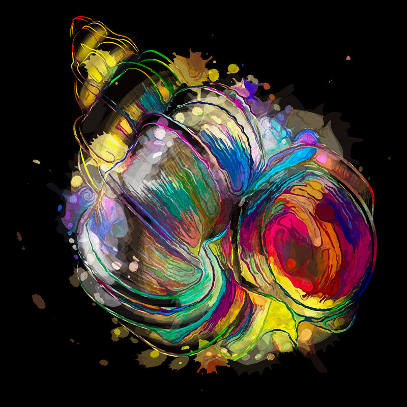 " Boho Conch Shell 151 ", 8" H x 8" W x 1.5" D