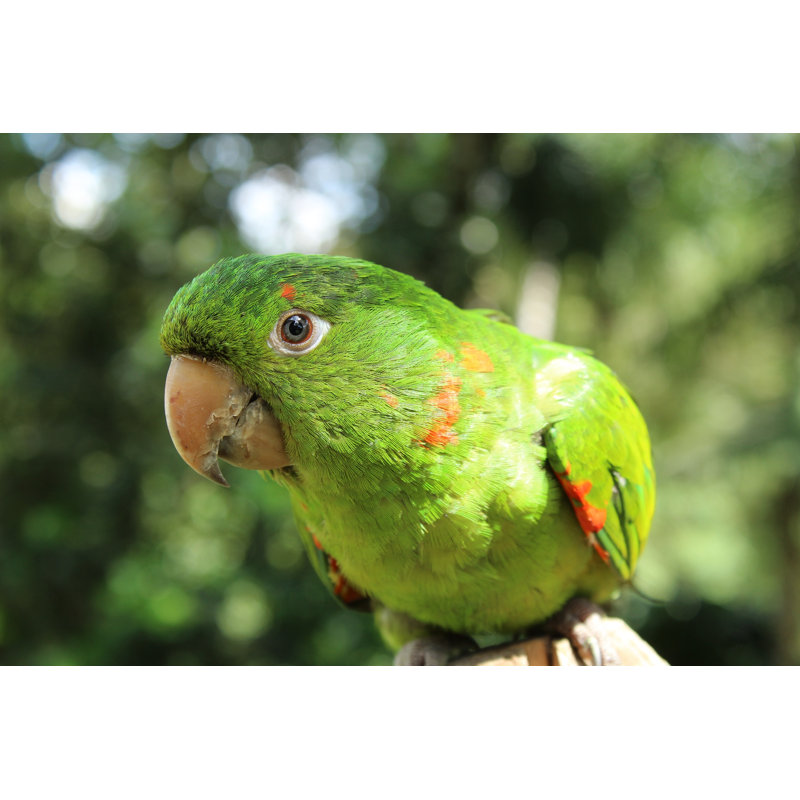Macaran (Psittacara Leucophtalmus) - Wrapped Canvas Photograph, 30cm H x 46cm W x 3.8cm D