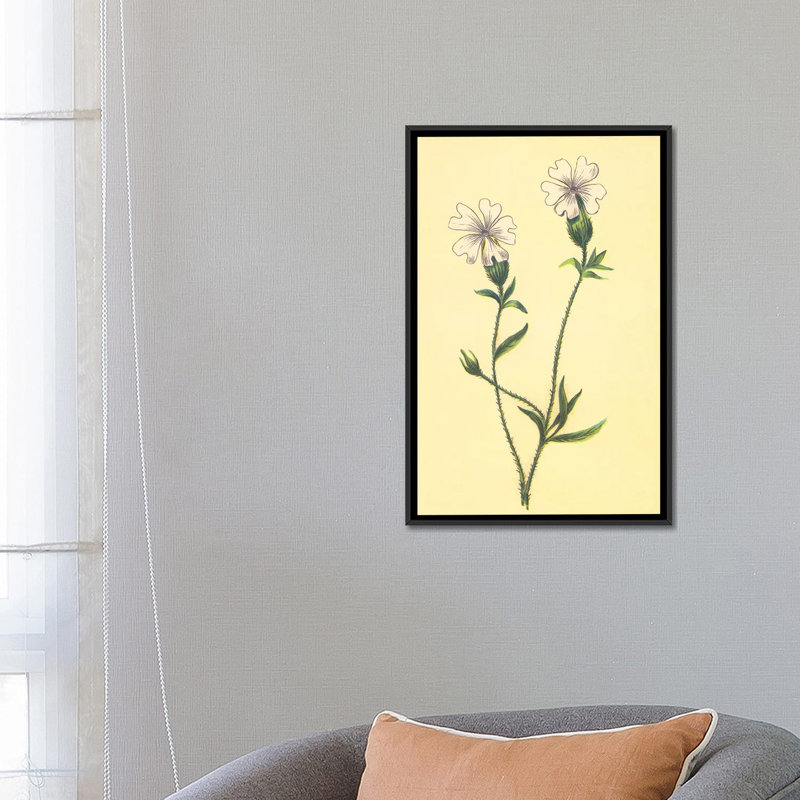 « silene vulgaris », reproduction sur toile, H 26 po x l 18 po x P 1,5 po, Toile avec cadre noir, Pas de tapis